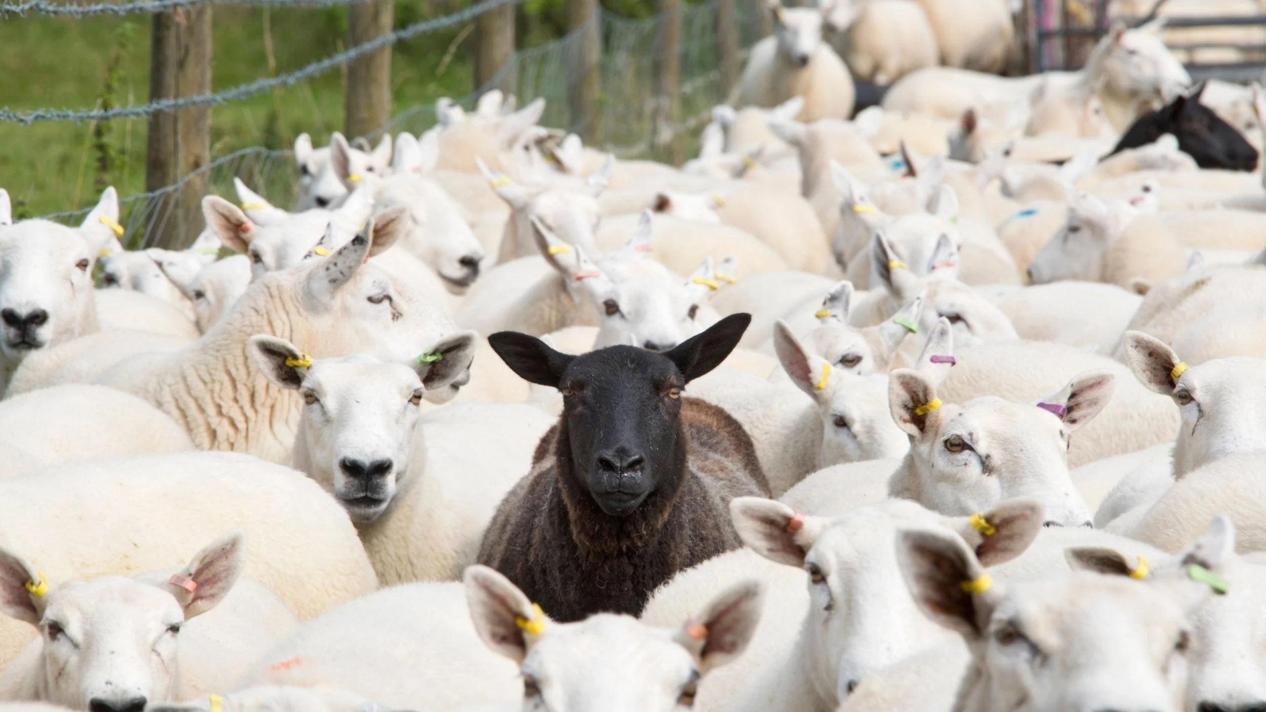 Fredericksburg Wine Tours | Texas Hill Country | Black Sheep Tours